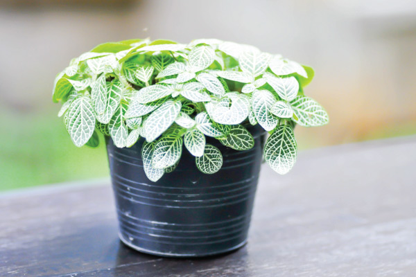 Plants growing in containers need more fertilizing than those in the ground. The more you water, the more quickly you flush the nutrients out of the soil.