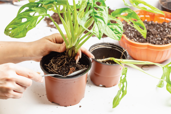 Plants growing in containers need more fertilizing than those in the ground. The more you water, the more quickly you flush the nutrients out of the soil.