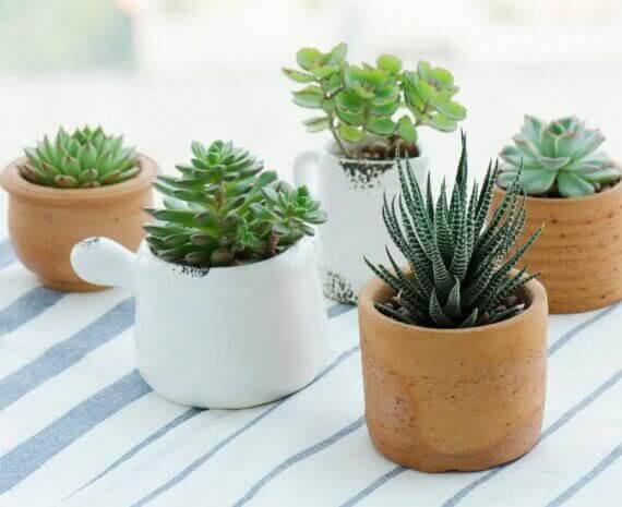 Top 10 miniature plants