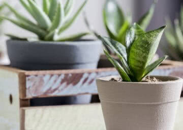 best indoor plants for clean air