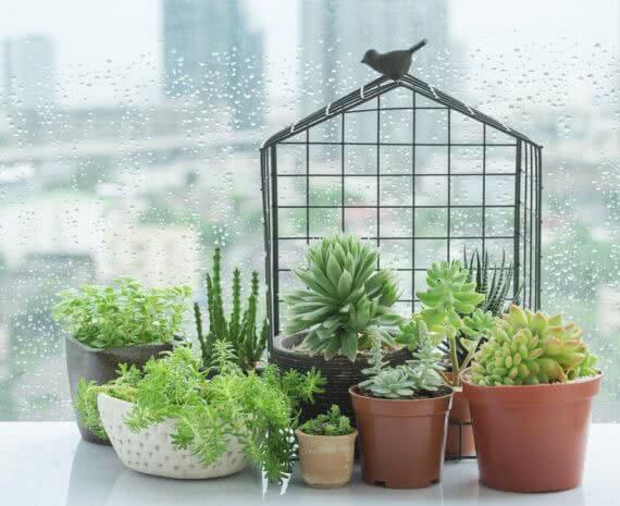succulent plants for windowsill