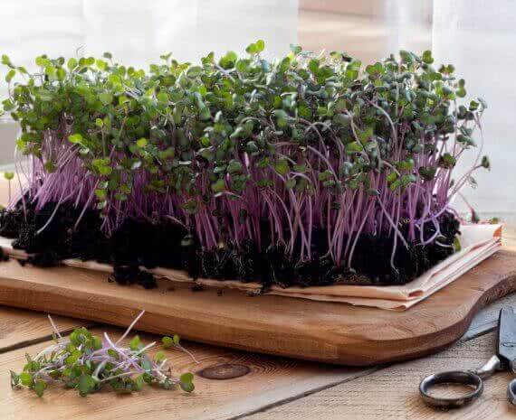 10 reasons why you should grow microgreens at home