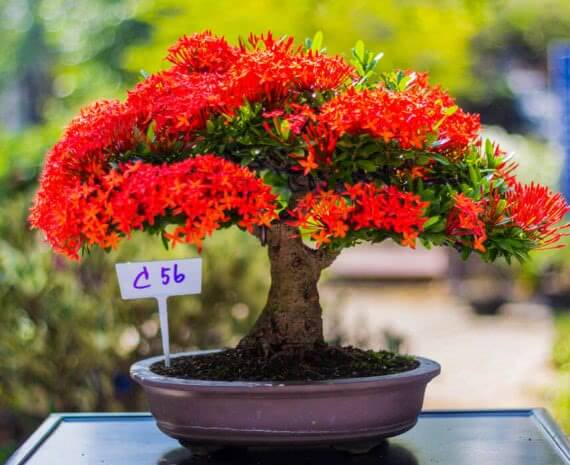 How to grow a new bonsai plant