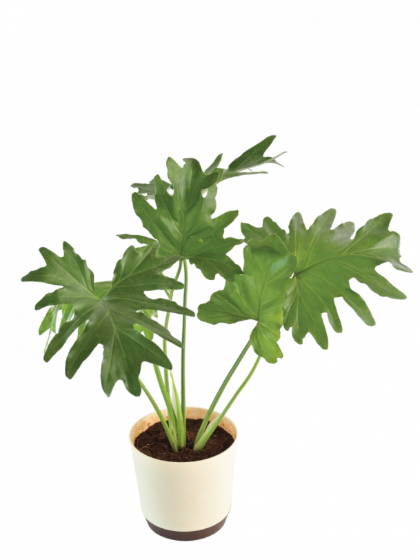 Philodendron Selloum Plant