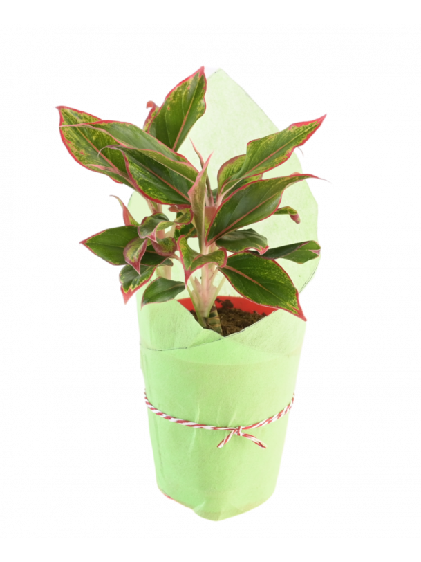 Aglaonema Red With Self Watering Pot