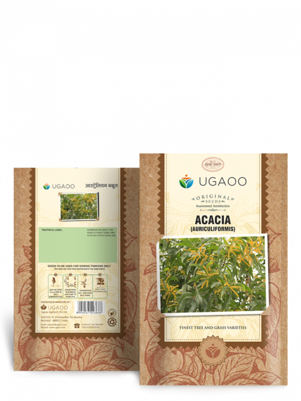 Acacia Auriculiformis Seeds - 100 g