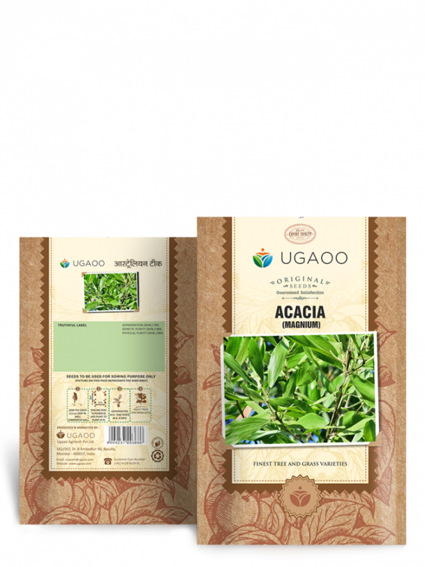 Acacia Mangium Seeds - 100 g