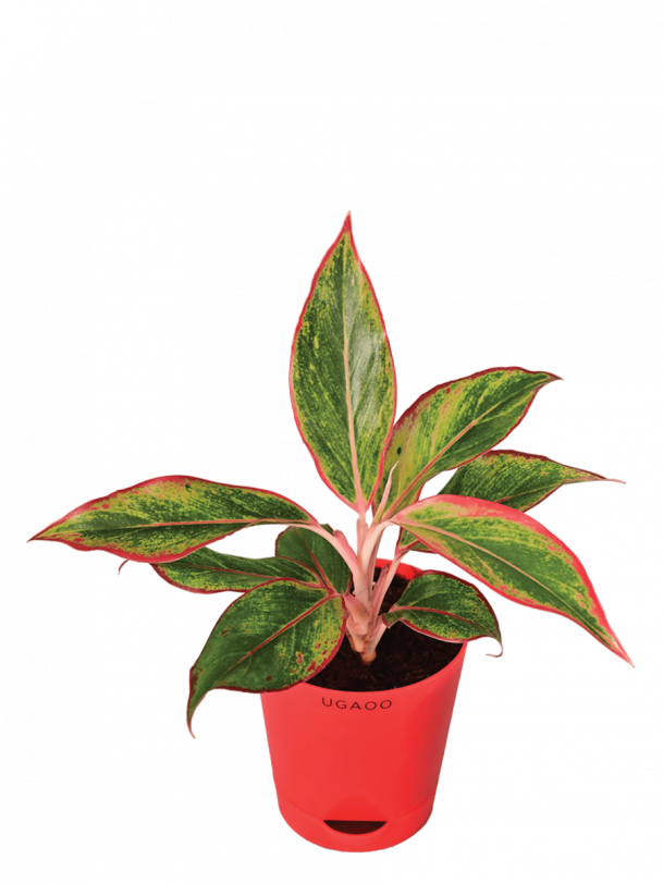 Aglaonema Red Plant