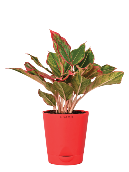 Aglaonema Red Plant