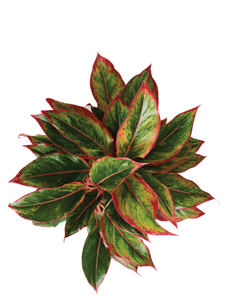 Aglaonema Red Plant - Big