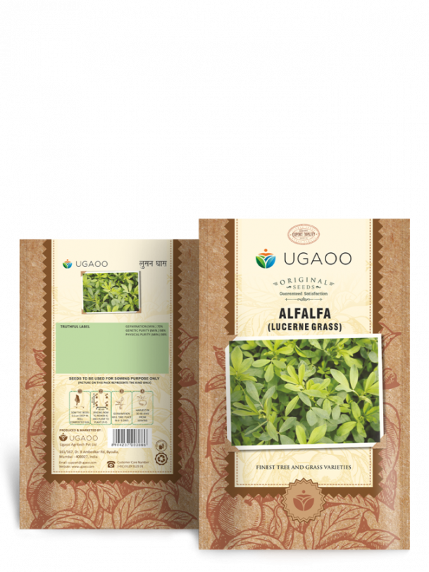 Alfalfa Seeds (Lucerne Grass) - 100 g