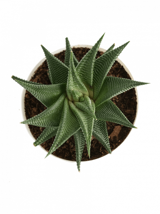 Aloe Vera Star Plant