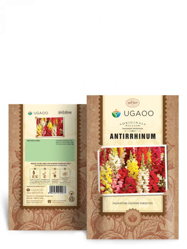 Antirrhinum Seeds
