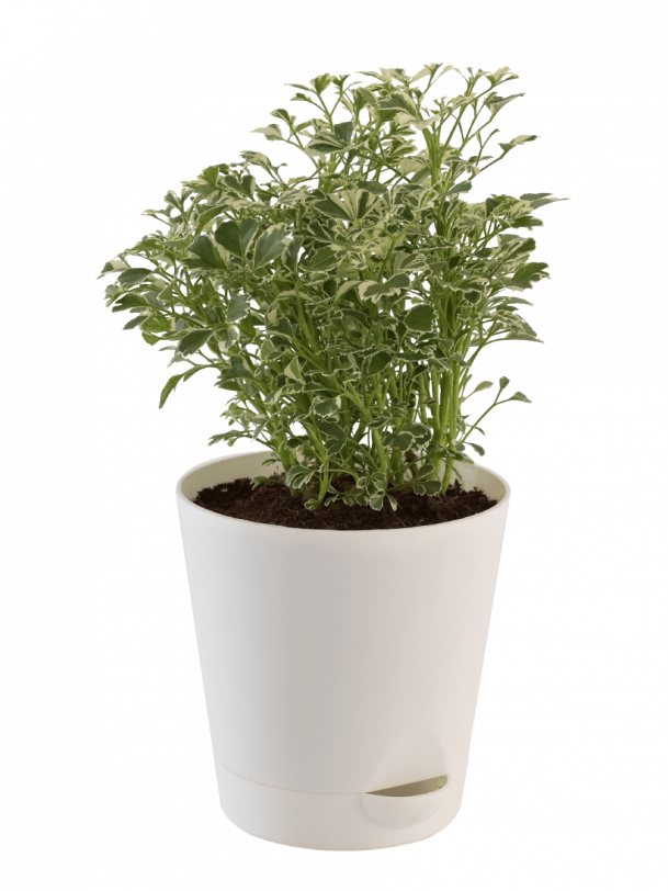 Aralia Variegated White Mini Plant