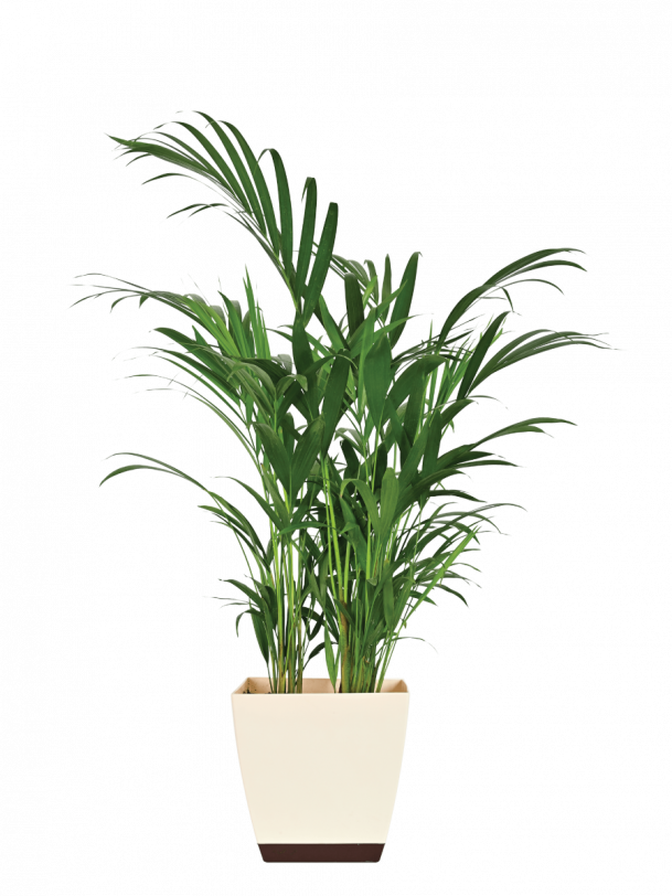 Areca Palm Plant XL