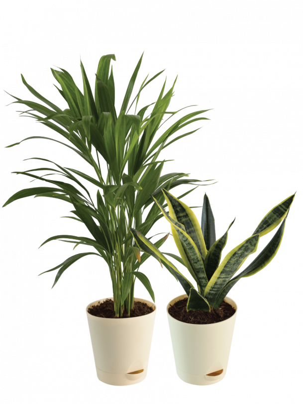 Air Purifying Plant Bundle - Areca Palm, Sansevieria Futura Superba