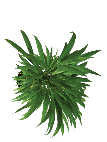 Areca Palm Plant - Big