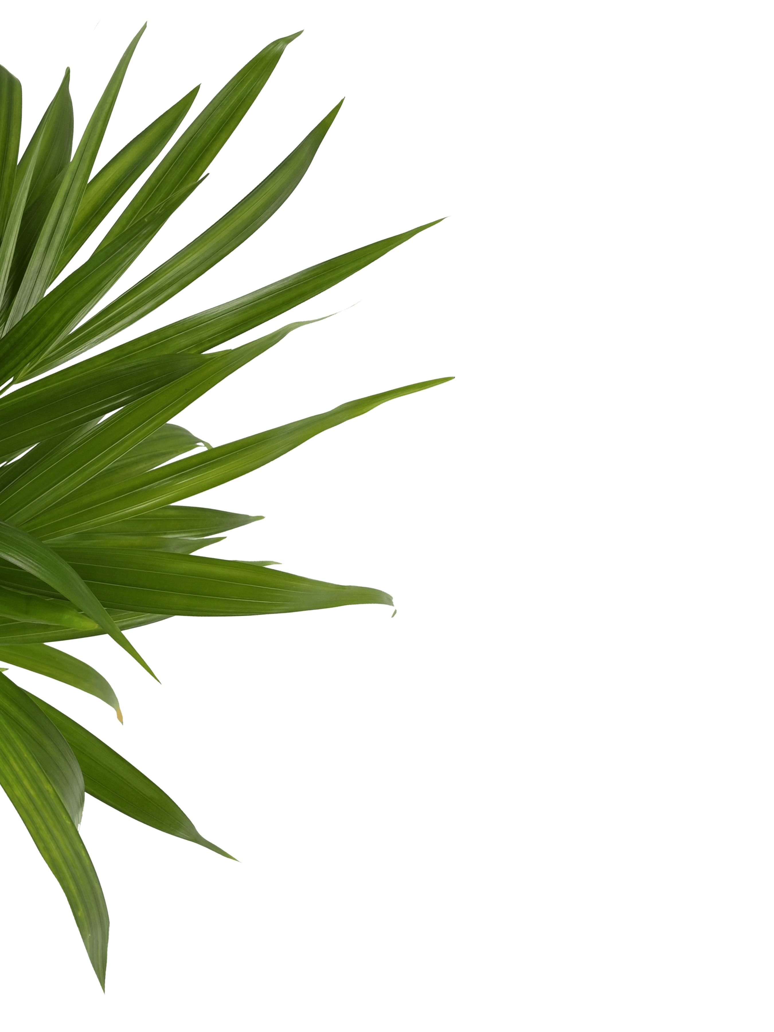 Areca Palm Plant - Medium