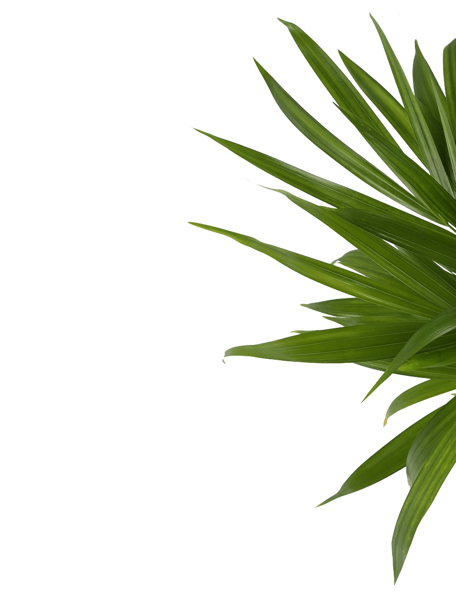 Areca Palm Plant - Big