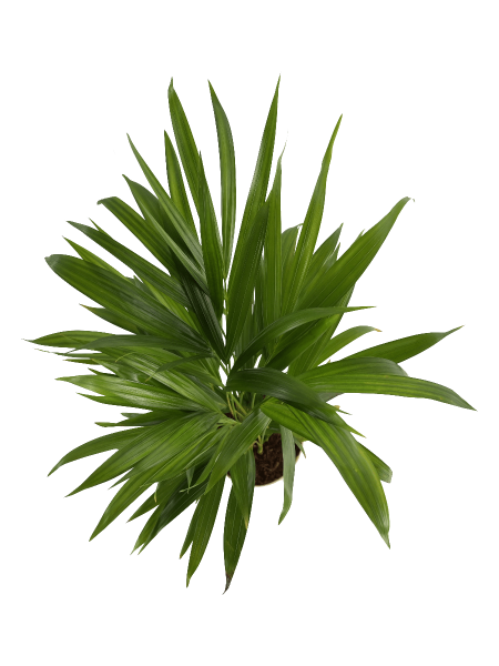 Areca Palm Plant - Medium