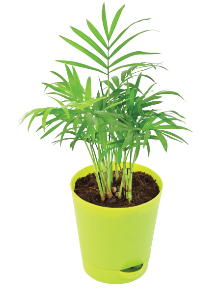 Bamboo Palm Plant