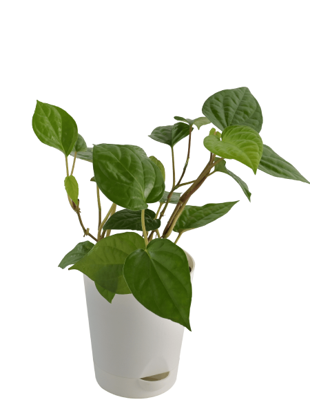 Betel Leaf Plant (Magai Paan)