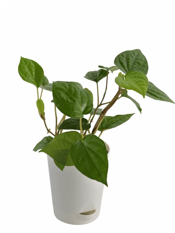 Betel Leaf (Magai Paan) Plant