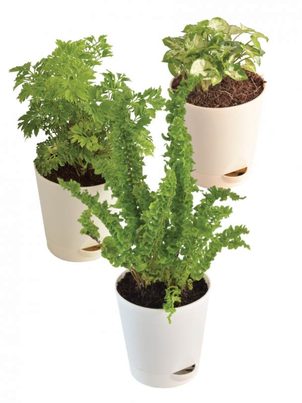 Indoor Plant Bundle: Fern Emina, Syngonium Mini, Aralia Golden