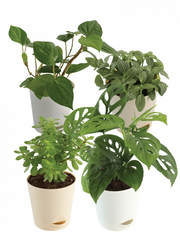 Indoor Plant Bundle: Fittonia, Crassula Mini, Philodendron Broken Heart, Betel Leaf