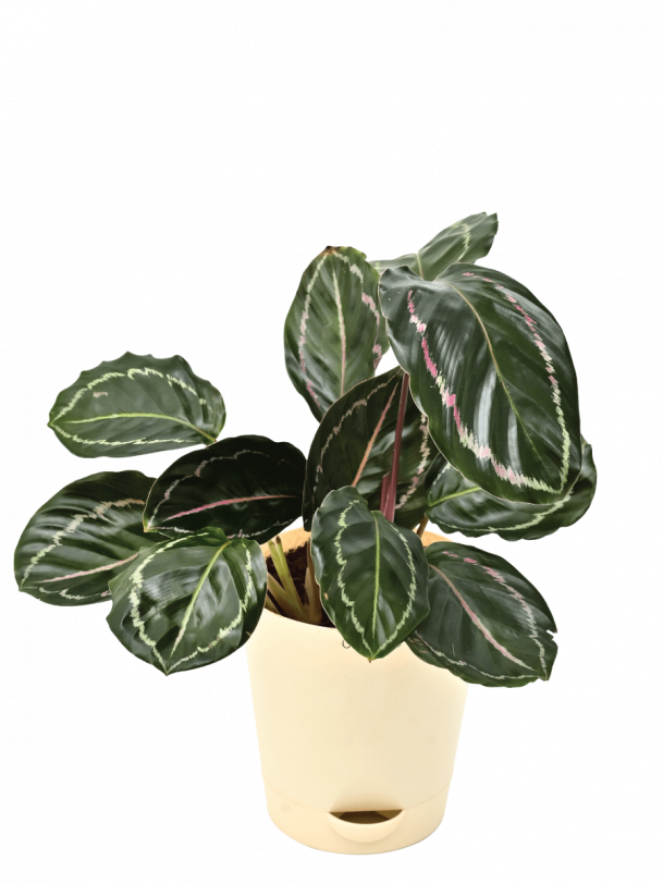 Calathea Roseopicta Plant - Medium