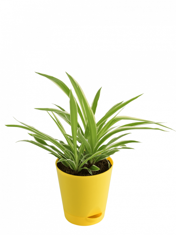 Chlorophytum Spider Plant 