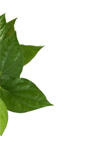 Betel Leaf Plant (Magai Paan)