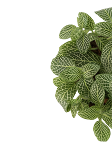 Fittonia Green Plant (Nerve Plant)