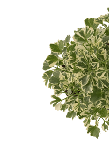 Aralia Variegated White Plant - Mini