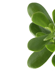 Crassula Ovata Plant
