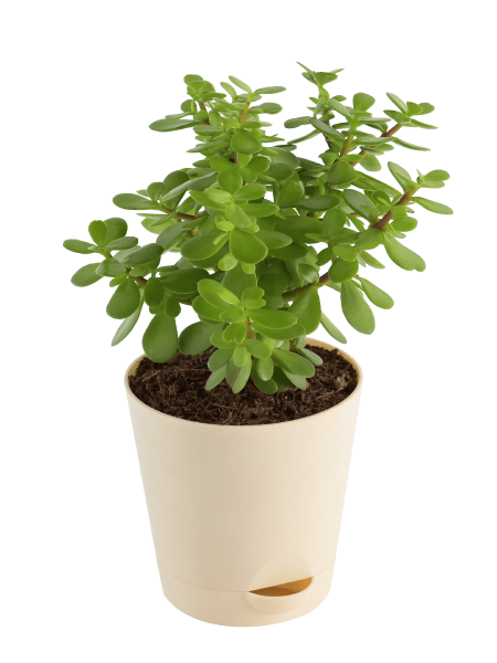 Jade Plant Mini