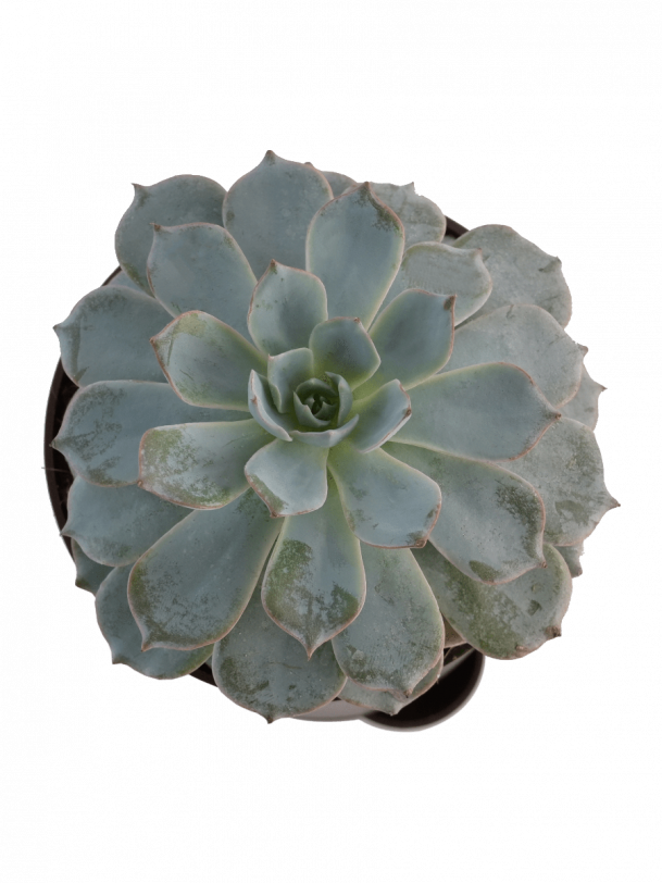 Echeveria Subsesilis Hybrid Silver Plant