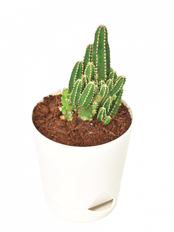 Elongated Cactus Plant