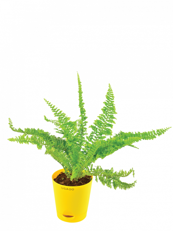 Fern Morpankhi Plant
