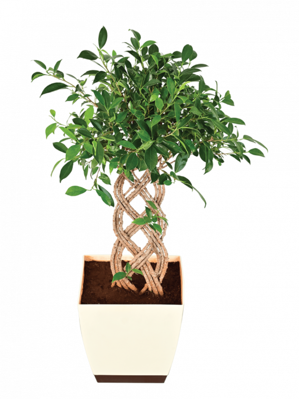 Netted Ficus Tree