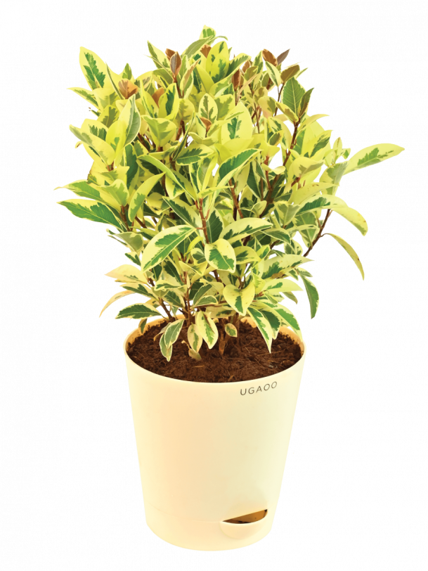 Ficus Prestige Plant