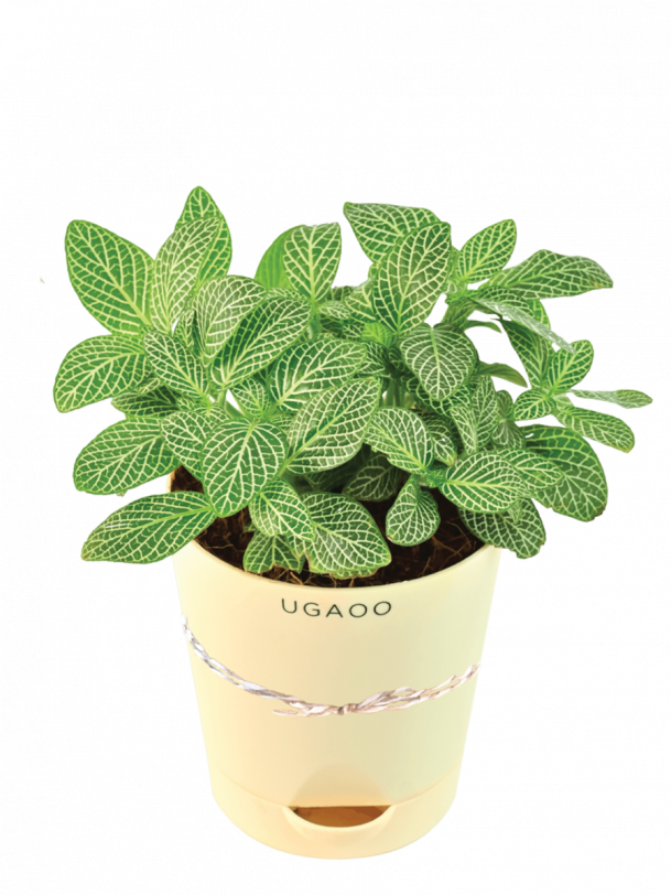 Fittonia Green Plant - Gifting