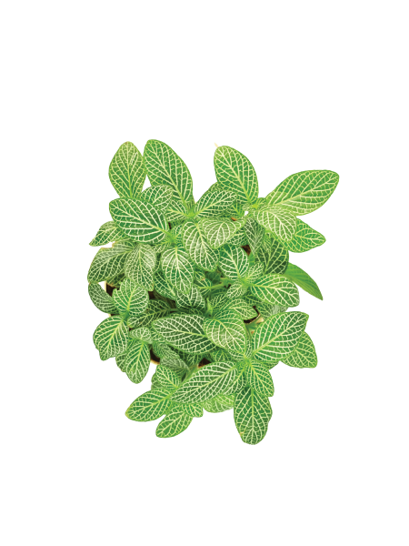 Fittonia Green Plant (Nerve Plant)