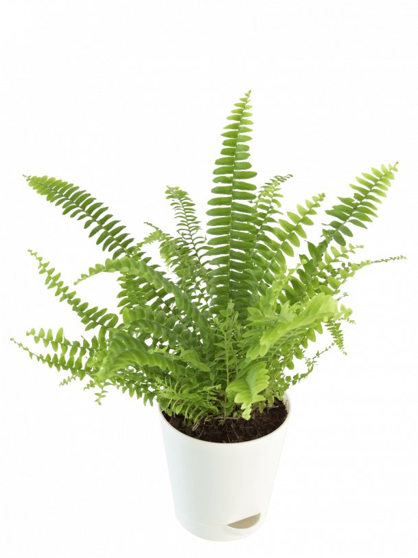 Green Fern Mini Plant