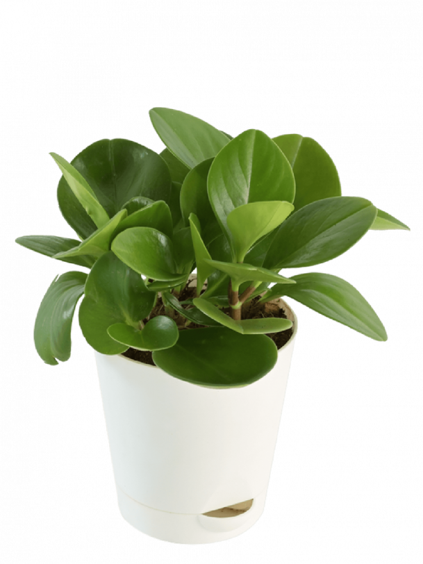 Peperomia Green Plant