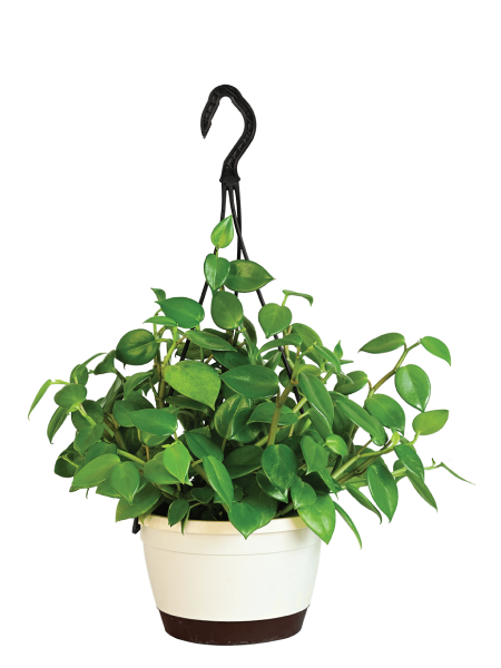 Peperomia Green Creeper with Hanging Planter