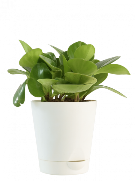Peperomia Green Plant