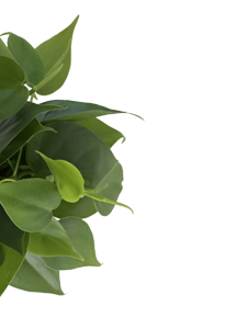 Philodendron Oxycardium Green Plant