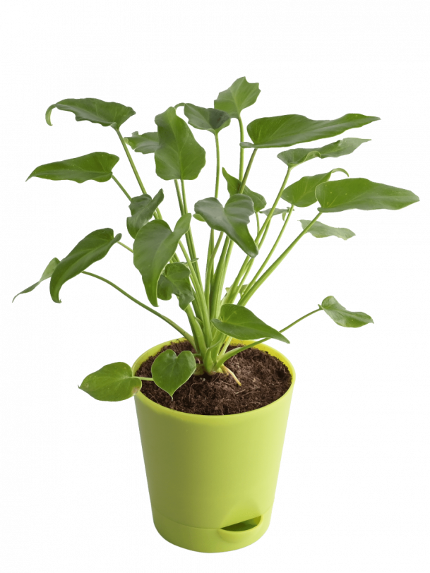 Philodendron Xanadu Green Plant