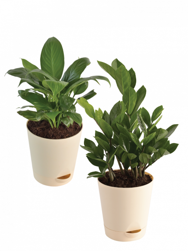 Air Purifying Plant Bundle - ZZ,  Peace Lily